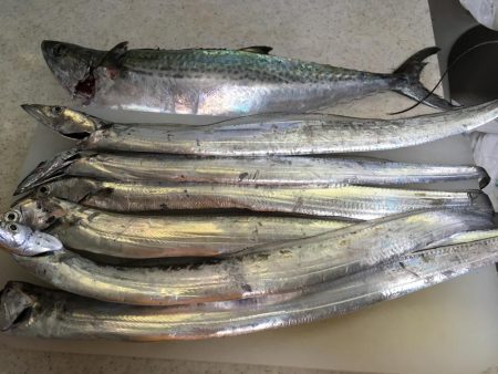 太刀魚フィーバー収まる